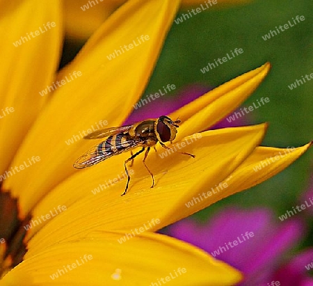 Die Schwebfliege