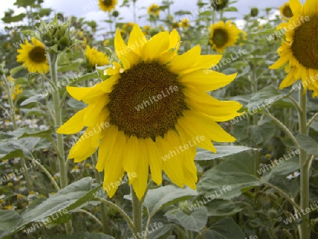 Sonnenblume - angebaut auf einem Feld