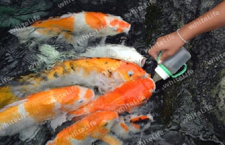 Koi Fische