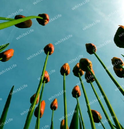 Tulpen zum Himmel