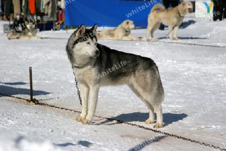 Husky