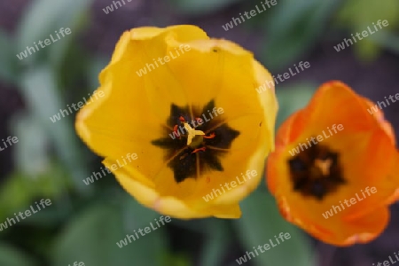 zwei Tulpen