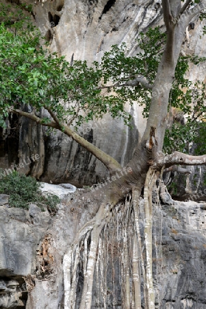 A tonsai Tree at the Hat Tom Sai Beach at Railay near Ao Nang outside of the City of Krabi on the Andaman Sea in the south of Thailand. 