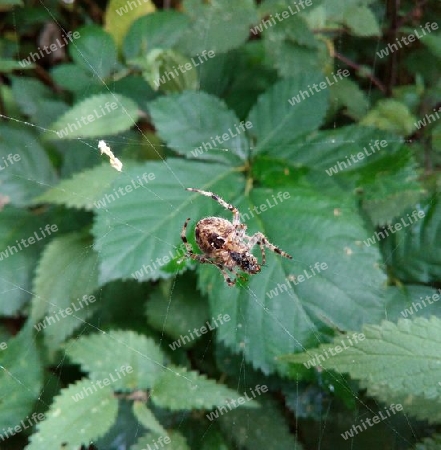 Spinne mit Zwischenmahlzeit II