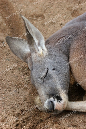 Red Kangaroo