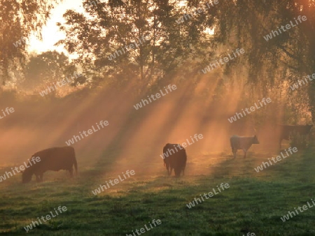 Rinder grasen bei Sonnenaufgang