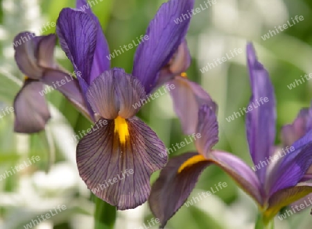 Iris Hollandica