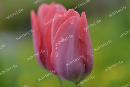 Rote Tulpe mit Wassertropfen