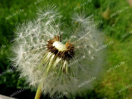 Pusteblume