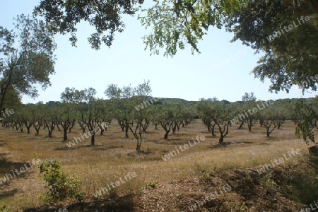 Olivenb?ume auf den Porquerolles