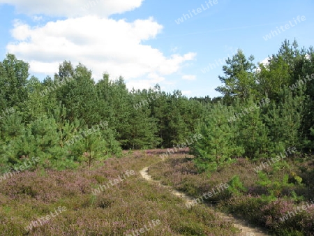 Hamburg, Fischbeker Heide im Sp?tsommer