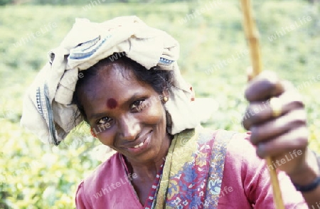 Asien, Indischer Ozean, Sri Lanka,
Eine Tamilische Frau beim pfluecken von Teeblaettern im Tee Anbaugebiet von Nuwara Eliya in Zentralen Gebierge von Sri Lanka. (URS FLUEELER)






