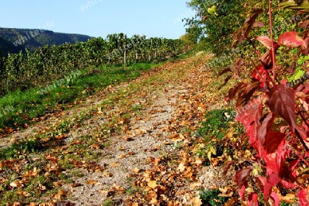 Weg voller Herbstlaub