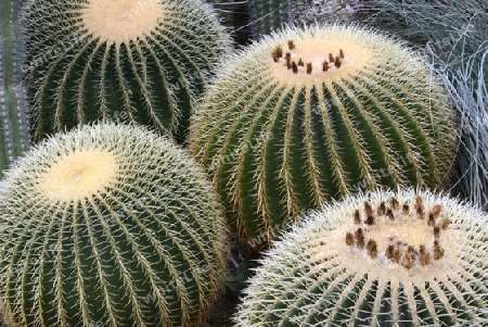 Goldkugelkaktus, Schwiegermuttersitz (Echinocactus grusonii), Vorkommen Mexiko, Nordamerika 