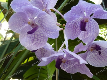 Orchidee3