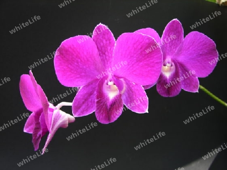 Orchidee