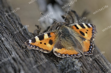 Kleiner Fuchs, Aglais urticae,  Nymphalis urticae