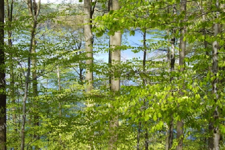 Wald am Eifelmaar