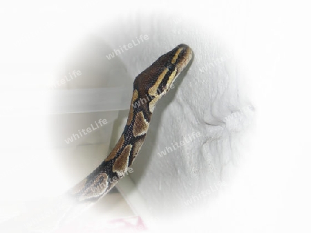 Python regius