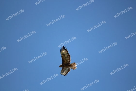 Bussard im Himmel