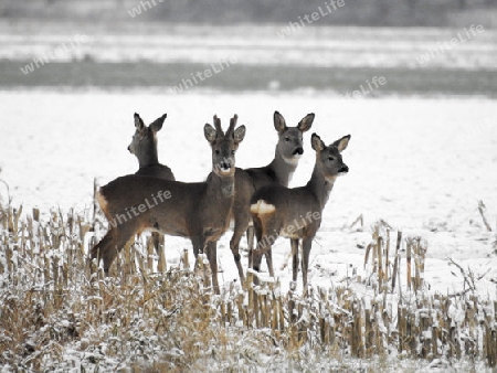 Rehwild im Winter