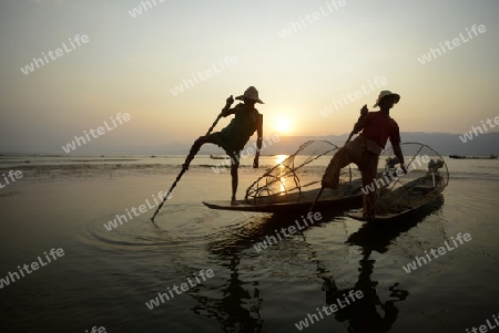 Fishermen at sunrise in the Landscape on the Inle Lake in the Shan State in the east of Myanmar in Southeastasia.