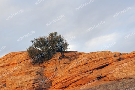 Busch waechst im Sandstein, Sonnenaufgang, Canyonlands Nationalpark, Utah, USA