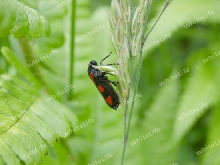 Gemeine Blutzikade Cercopis vulnerata P5280199