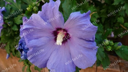 Hibiskus