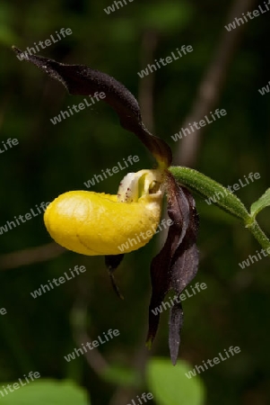 Frauenschuh, Cypripedium calceolus