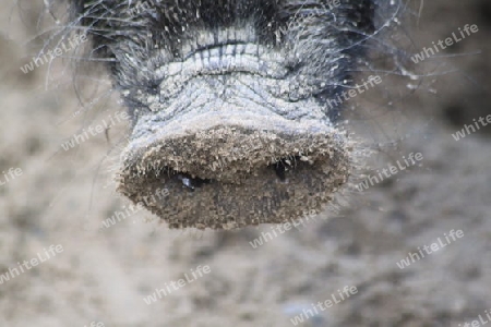 Schnauze vom Schweinchen