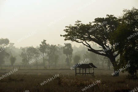 Die Landwirtschaft mit Reisfeldern im Winter bei Amnat Charoen im Isan im osten von Thailand,