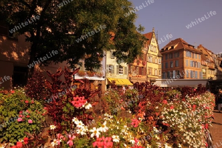 the old city of Colmar in  the province of Alsace in France in Europe