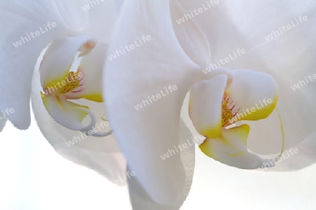 Orchidee