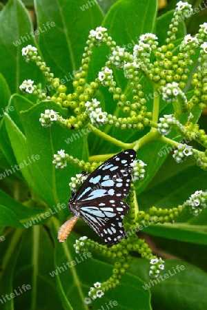 schmetterling  bl?ten