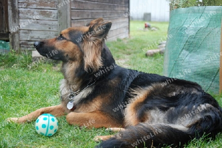 Langhaarsch?ferhund mit Ball am spielen