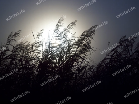 Schilf bei aufgehender Sonne