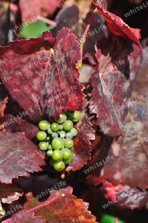 Herbstfarben