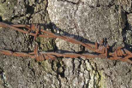 Birke mit rostigem Stacheldraht