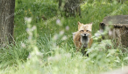 Rotfuchs, Vulpes vulpes