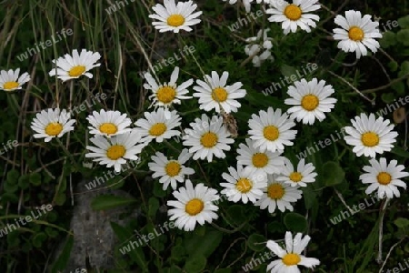 daisies