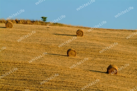 Strohballen am weizenfeld