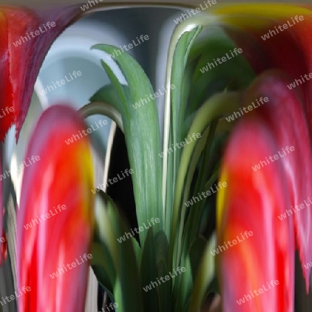 Tulpen