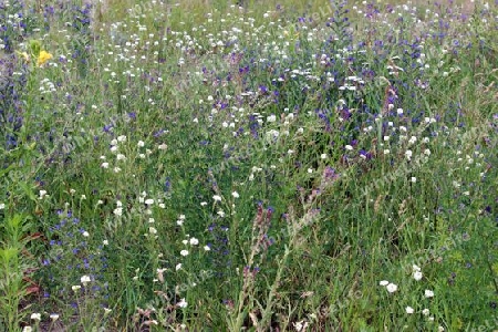 Sommerzeit, Weide mit Wildblumen