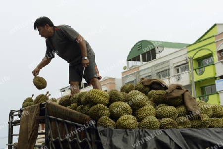 Durian Fruechte auf dem Day Markt in der Hauptstadt Phuket Town auf der Insel Phuket im sueden von Thailand in Suedostasien.