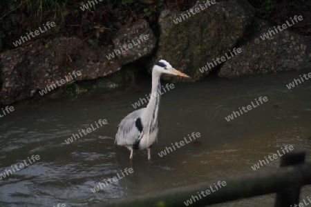 Storch