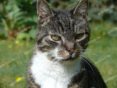 Portrait Kater