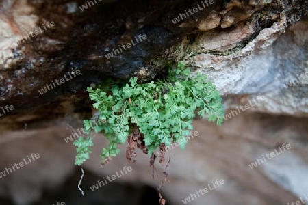 Alpenflora