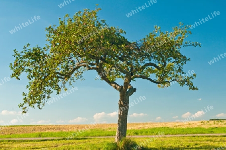 alter Obstbaum