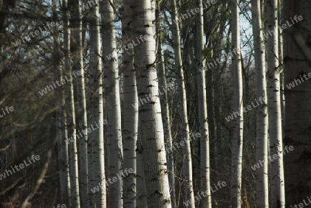 Buchen-Wald